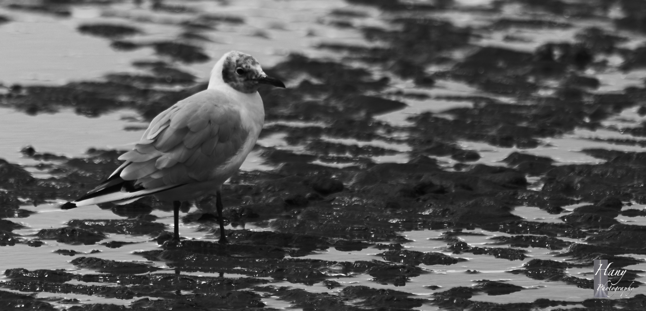 Beauty of Seagull 