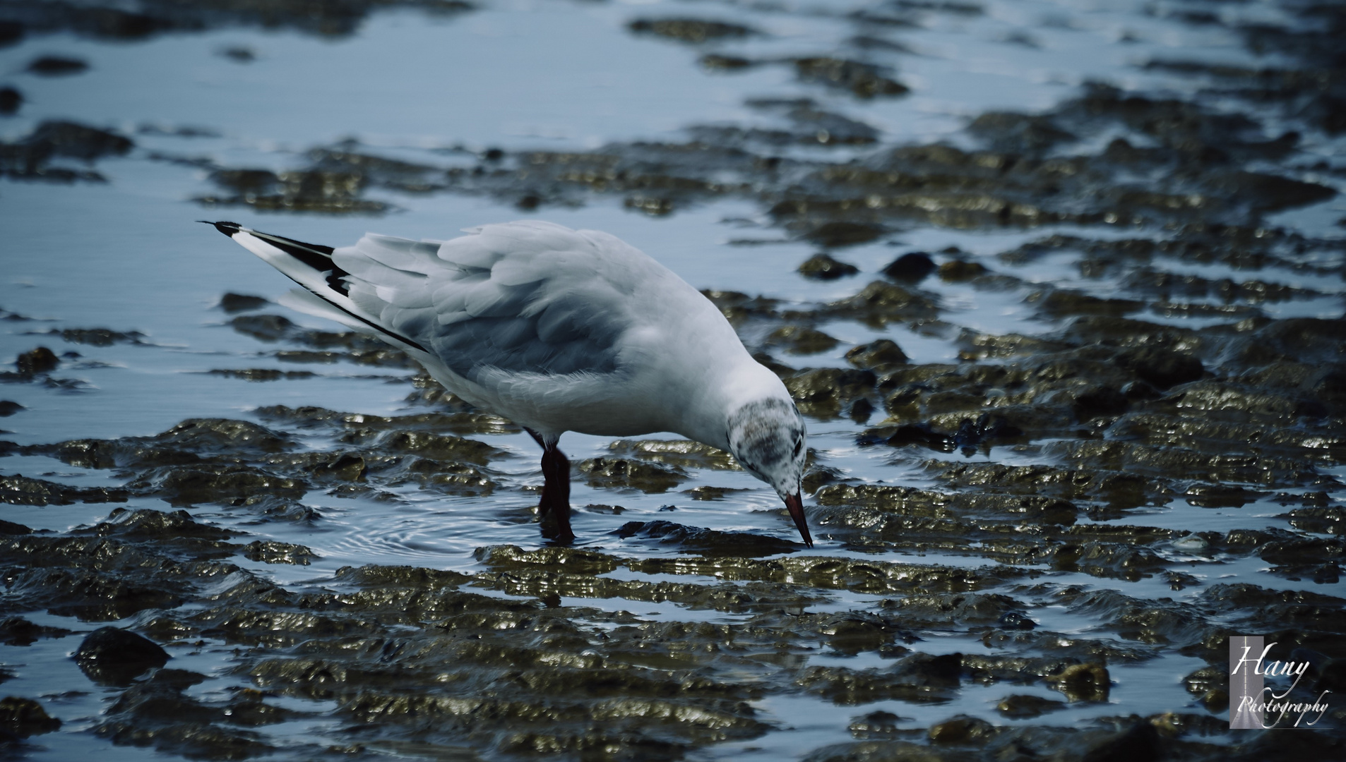 Beauty of Seagull 