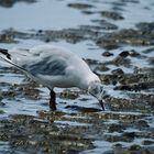 Beauty of Seagull 