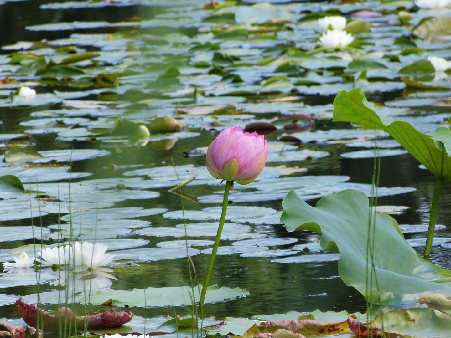 Beauty of the lake...