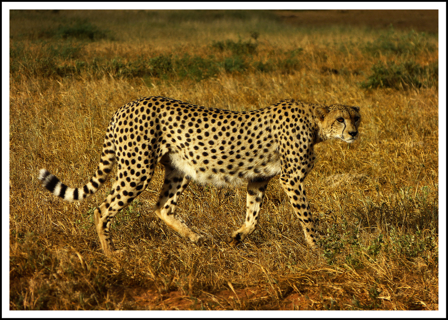 Beauty of Tsavo Foto & Bild africa, eastern africa, kenya Bilder auf