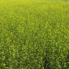 beauty of yellow
