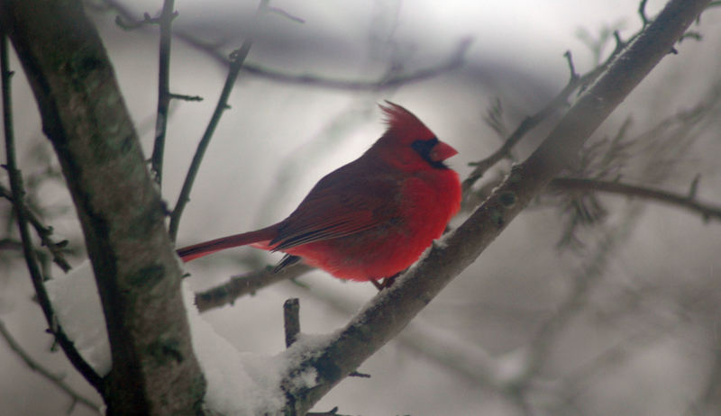 Beauty on a cold Day