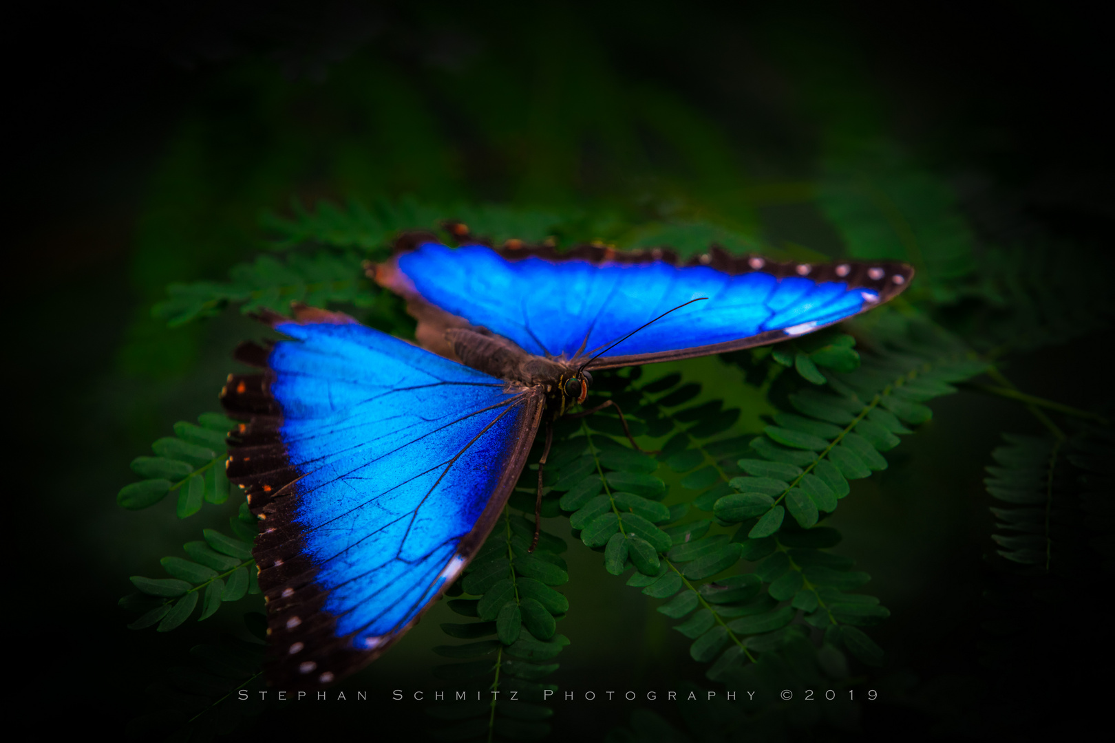 Beauty on a Leaf