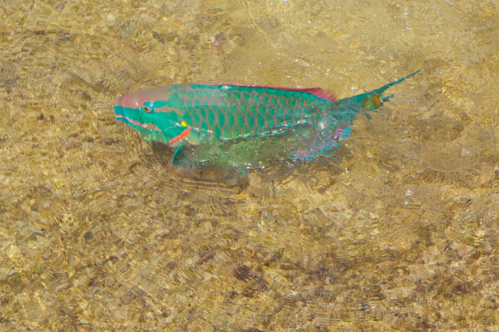 Beauty on Bonaire