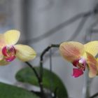 beauty orchid