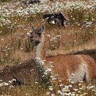 Beauty, Patagonia