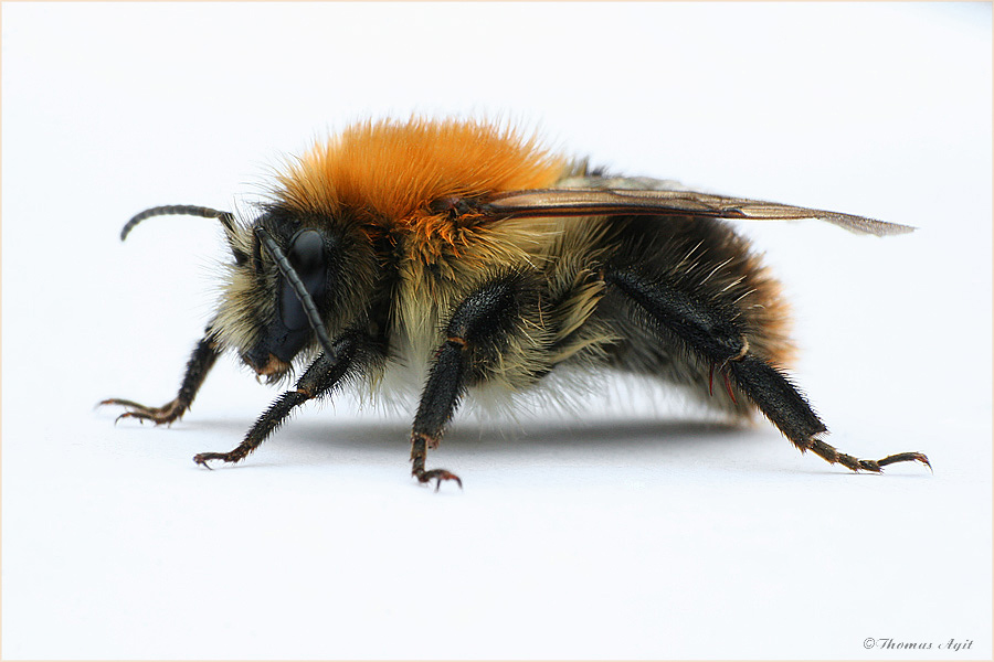 Beauty-Retusche an einer flotten Biene