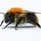 Beauty-Retusche an einer flotten Biene