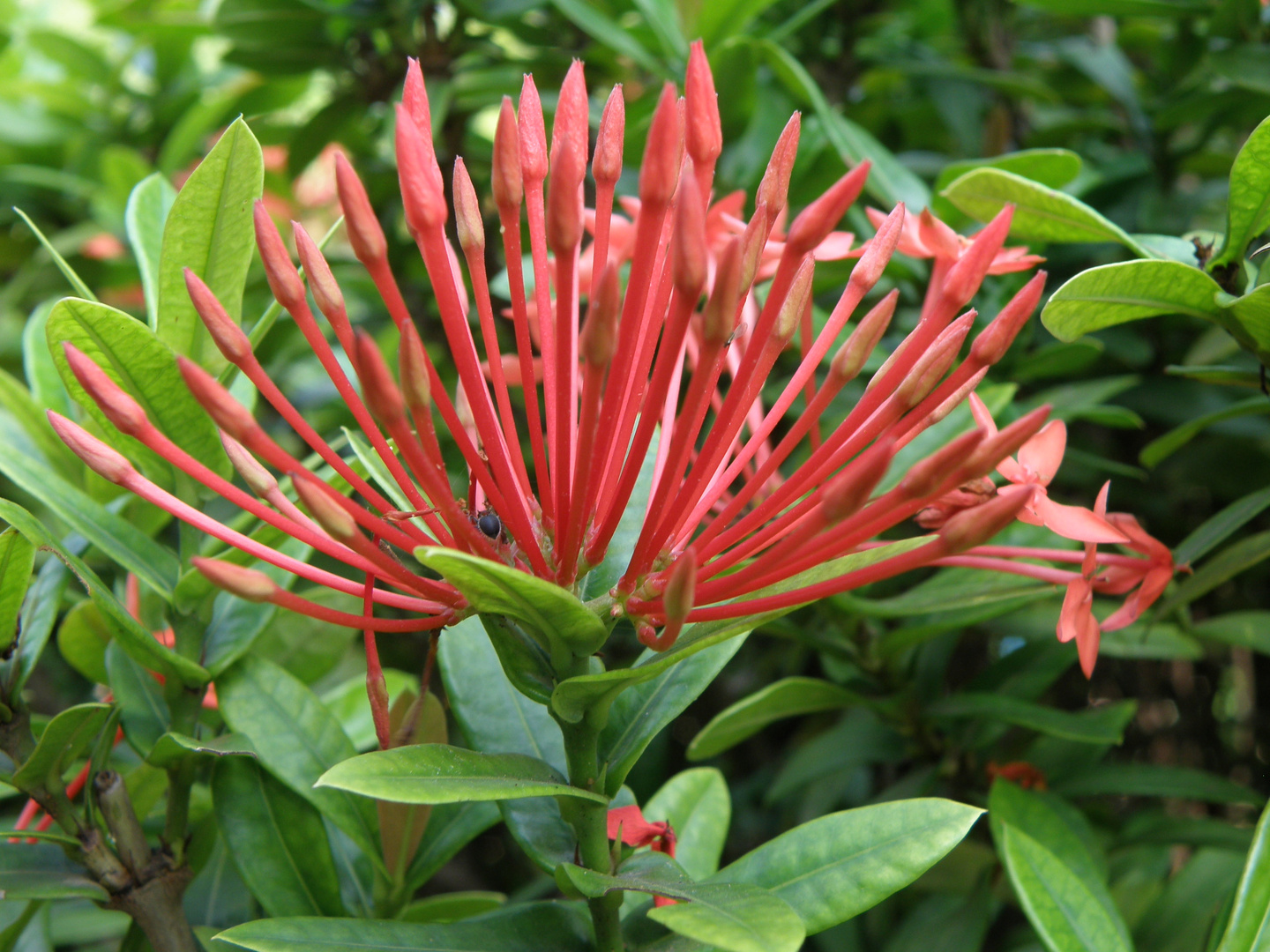 BEAUTY WITH RED