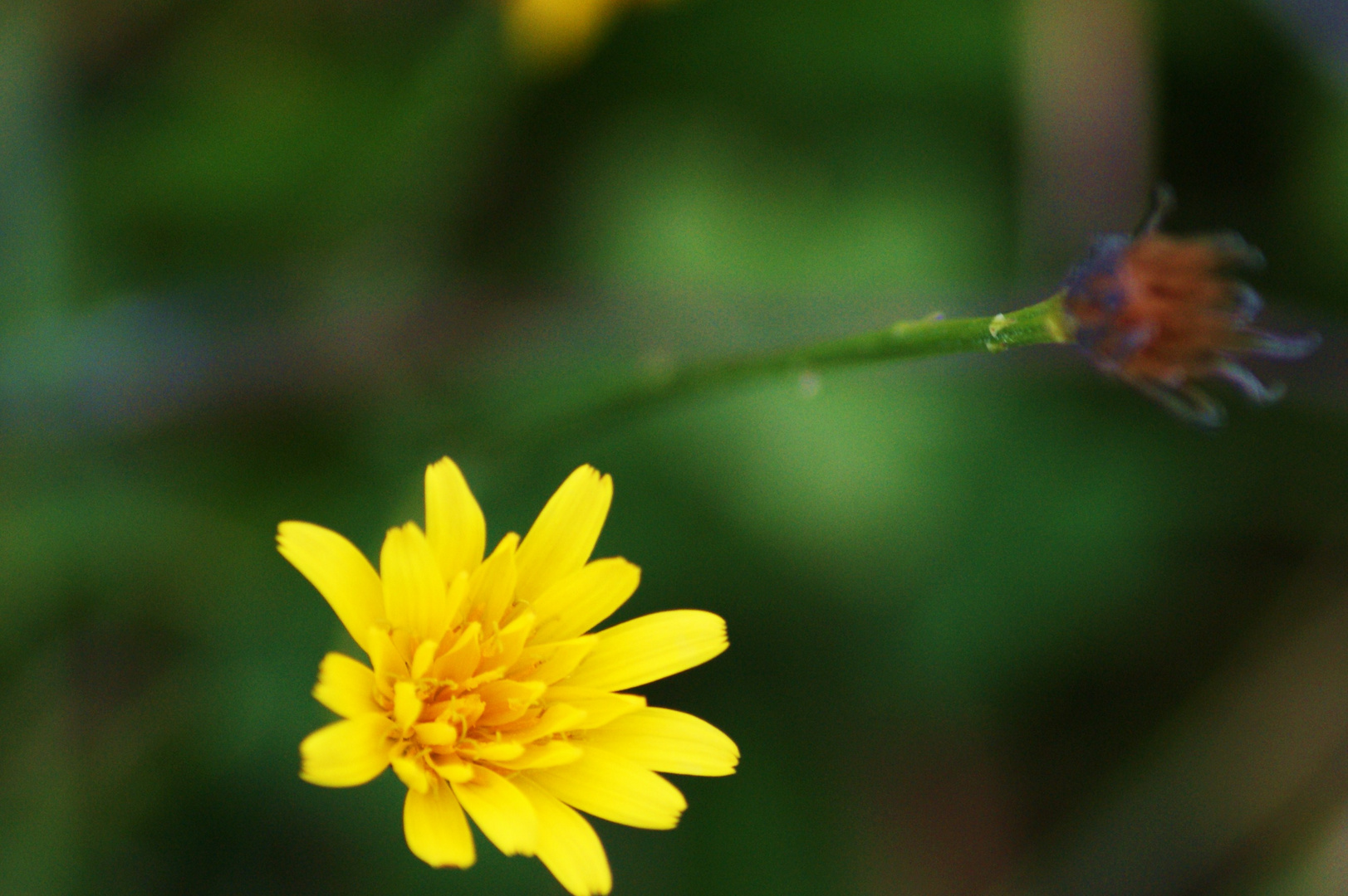 beauty yellow