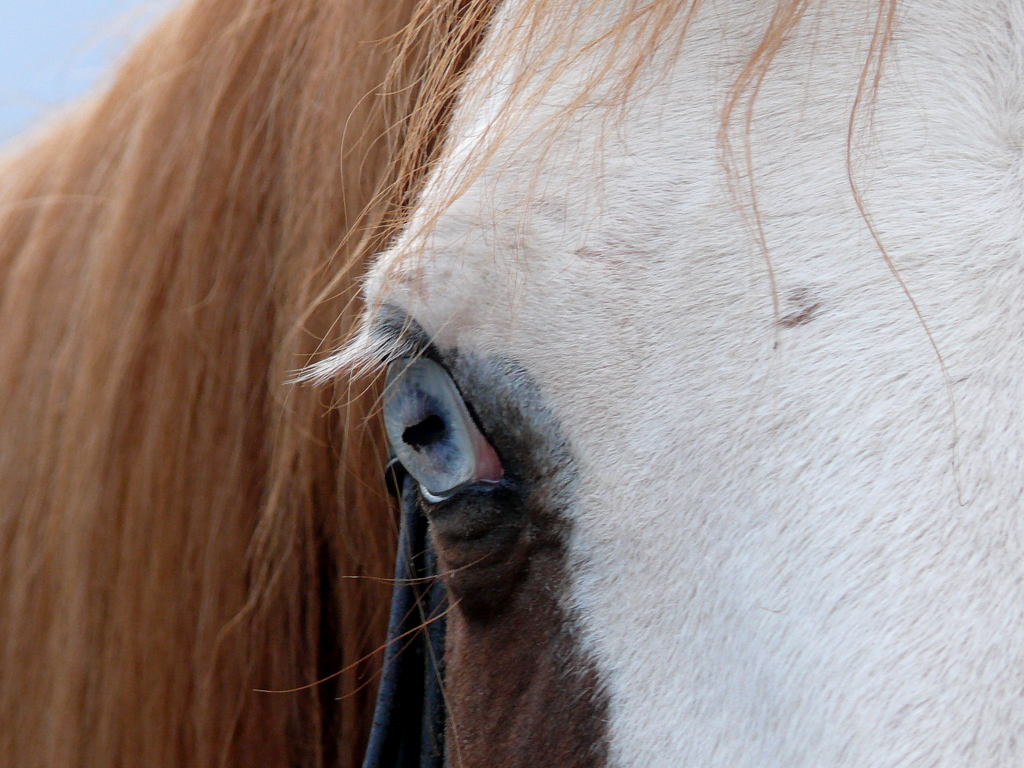 Beautyful blue Eye