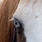 Beautyful blue Eye