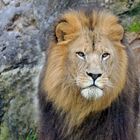 beautyful Lion