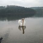 Beautyful Swan