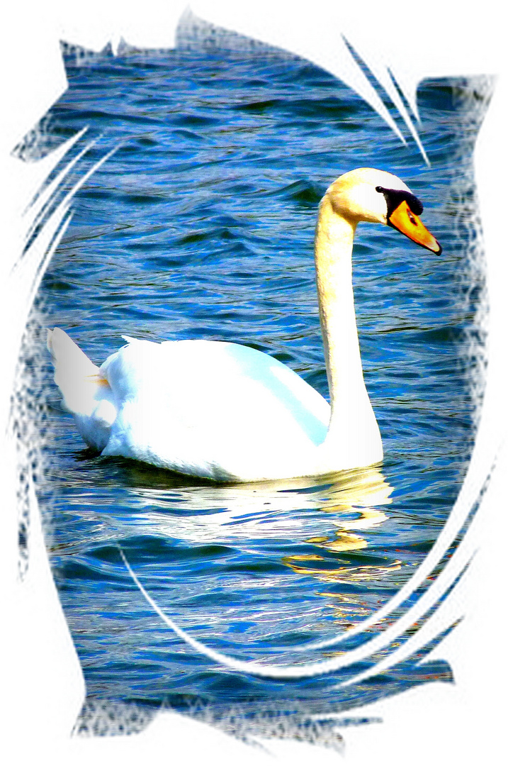 " beautyful white swan "