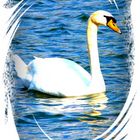 " beautyful white swan "