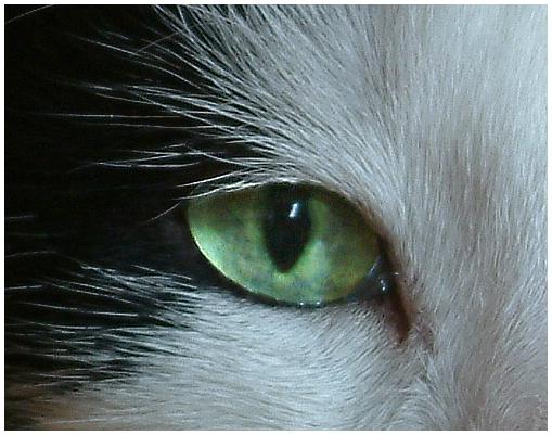 Beautyfull green Eye ...