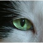 Beautyfull green Eye ...