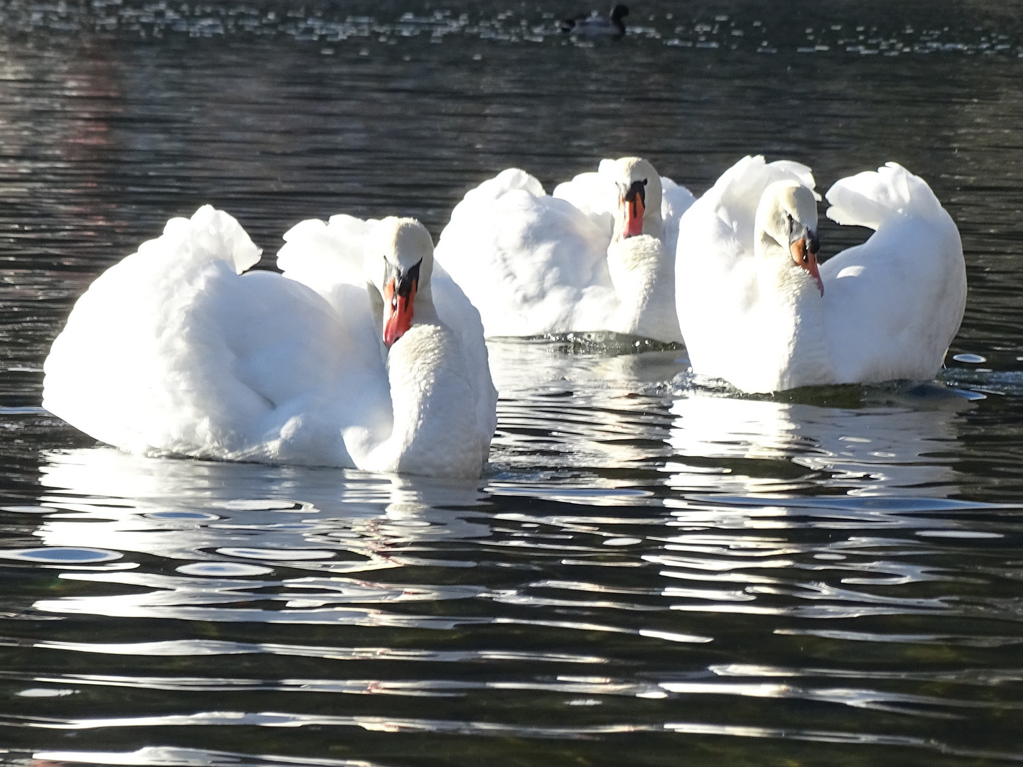 Beautys am Zeller See