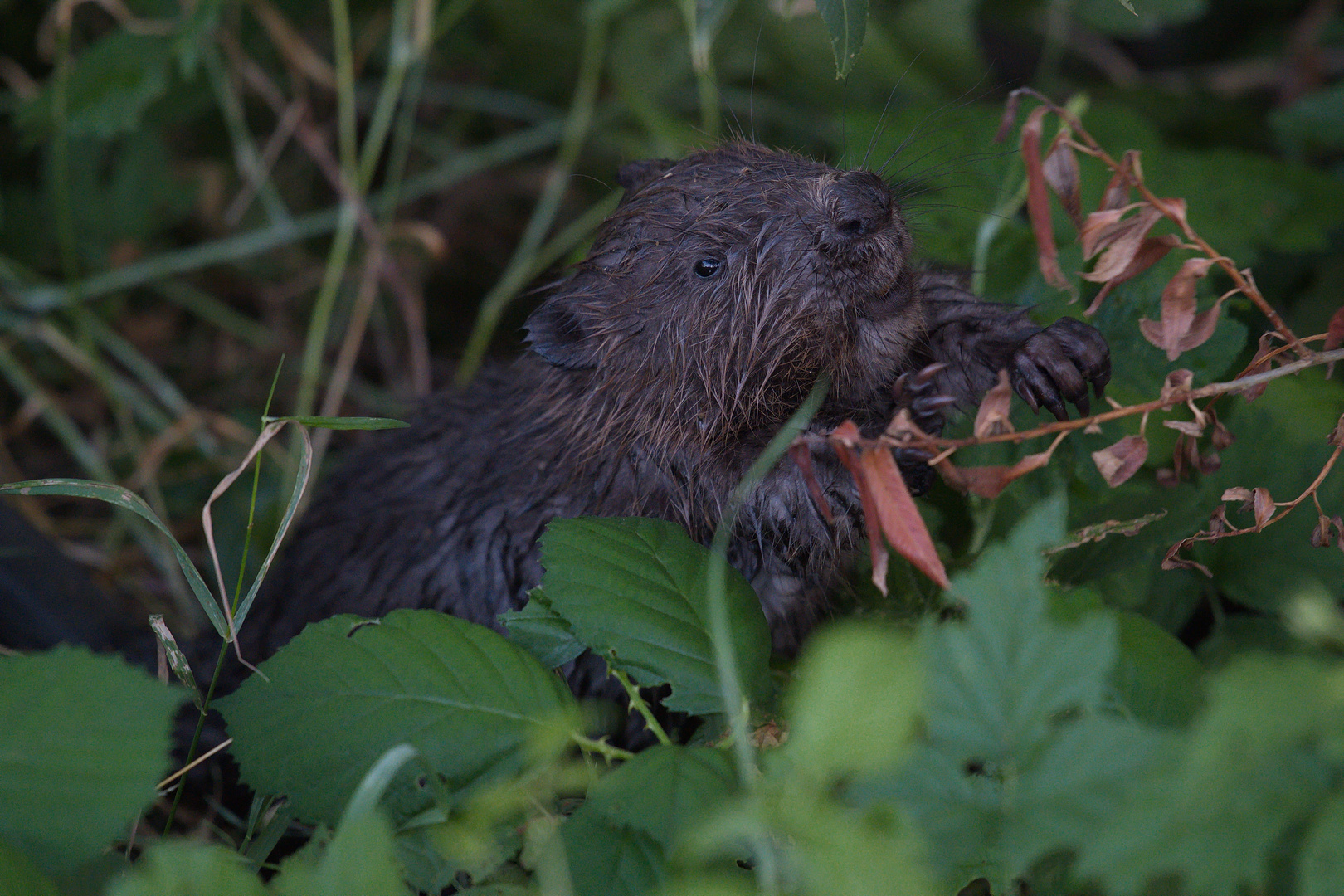 beaver at work