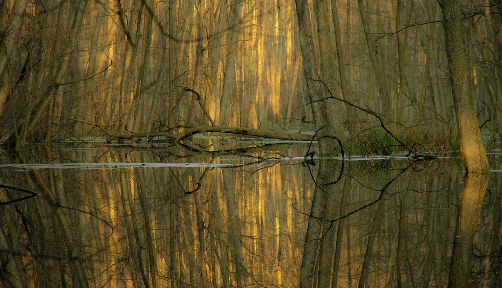 Beaver Creek in Brandenburg