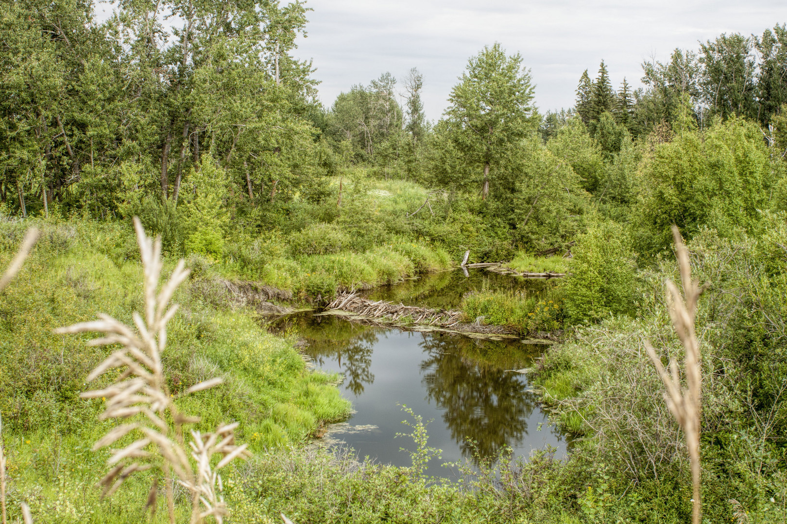 Beaver Dam