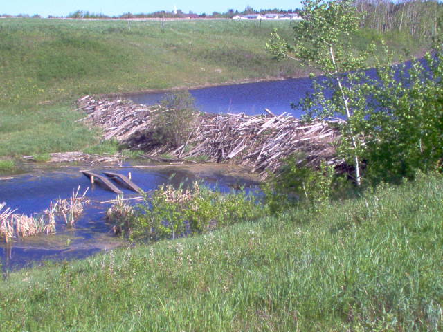 beaver dam