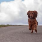 Beaver, der kleine Draufgänger