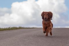 Beaver, der kleine Draufgänger