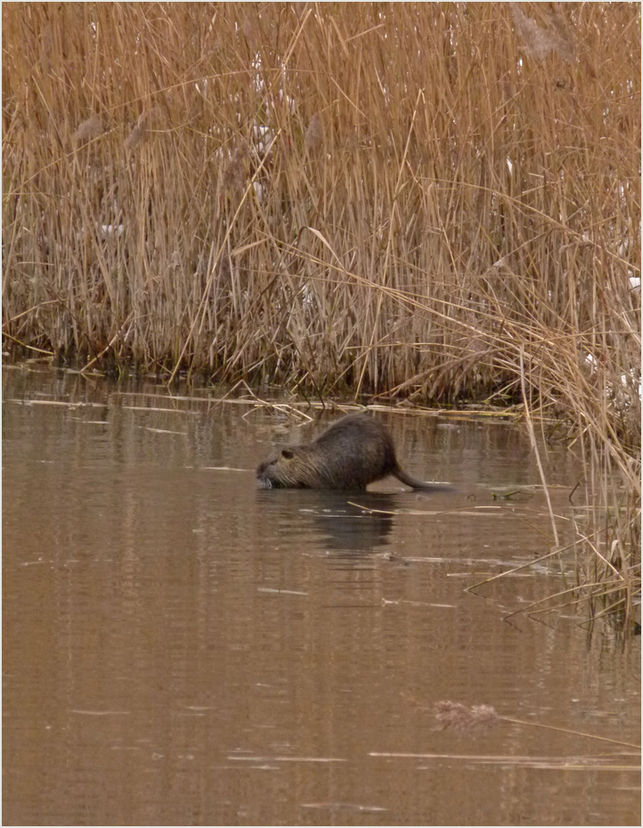 beaver fever