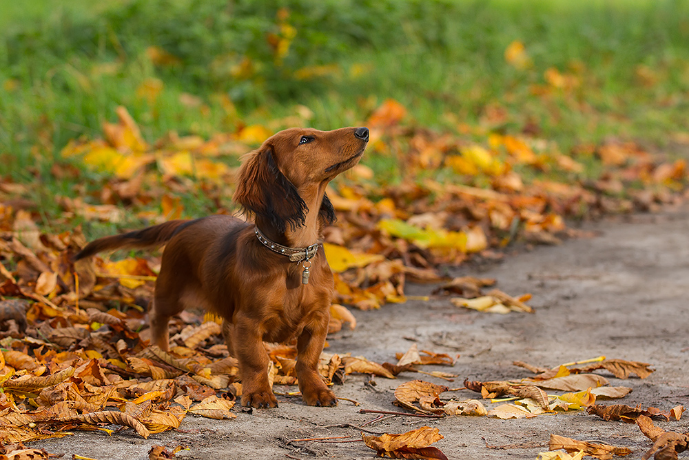 Beaver im Herbst