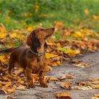 Beaver im Herbst