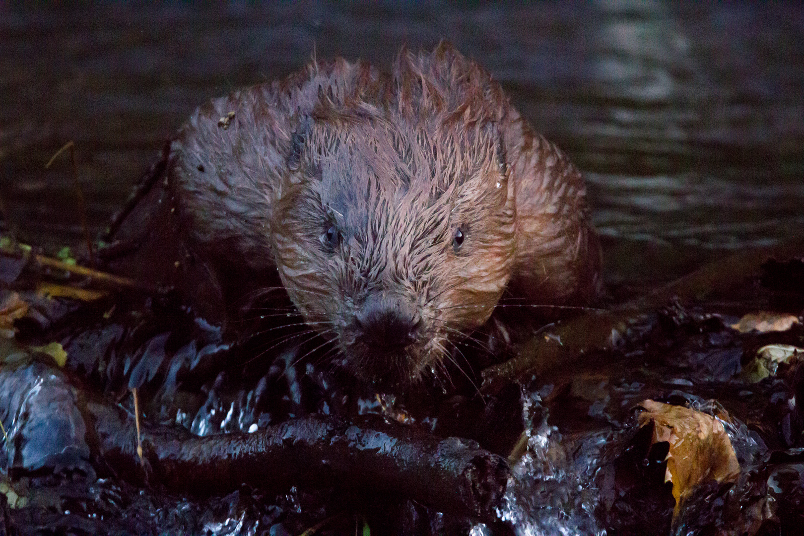 beaver is watching you!