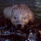 beaver is watching you!