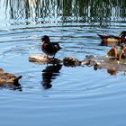 Beaver Lake - Enten - Vancouver, Kanada