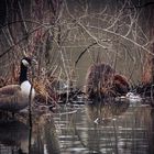 Beaver March