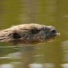 Beaver-mirror