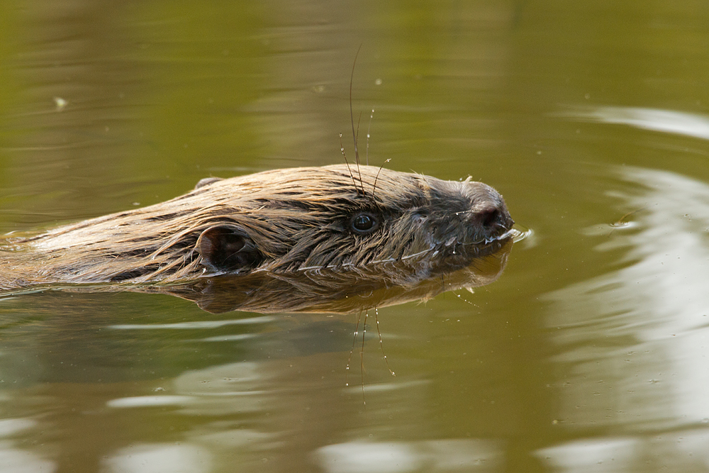 Beaver-mirror