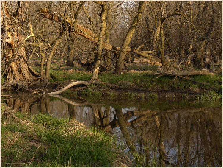 Beaver pond