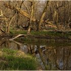 Beaver pond