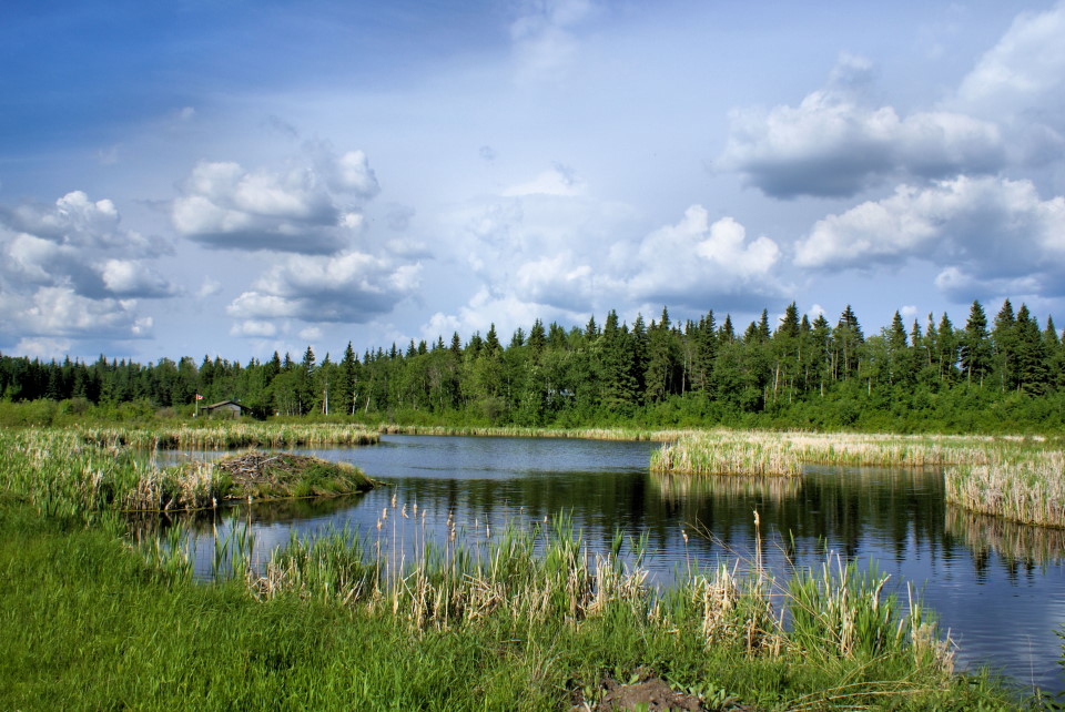 Beaver Pond