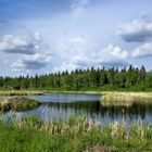 Beaver Pond