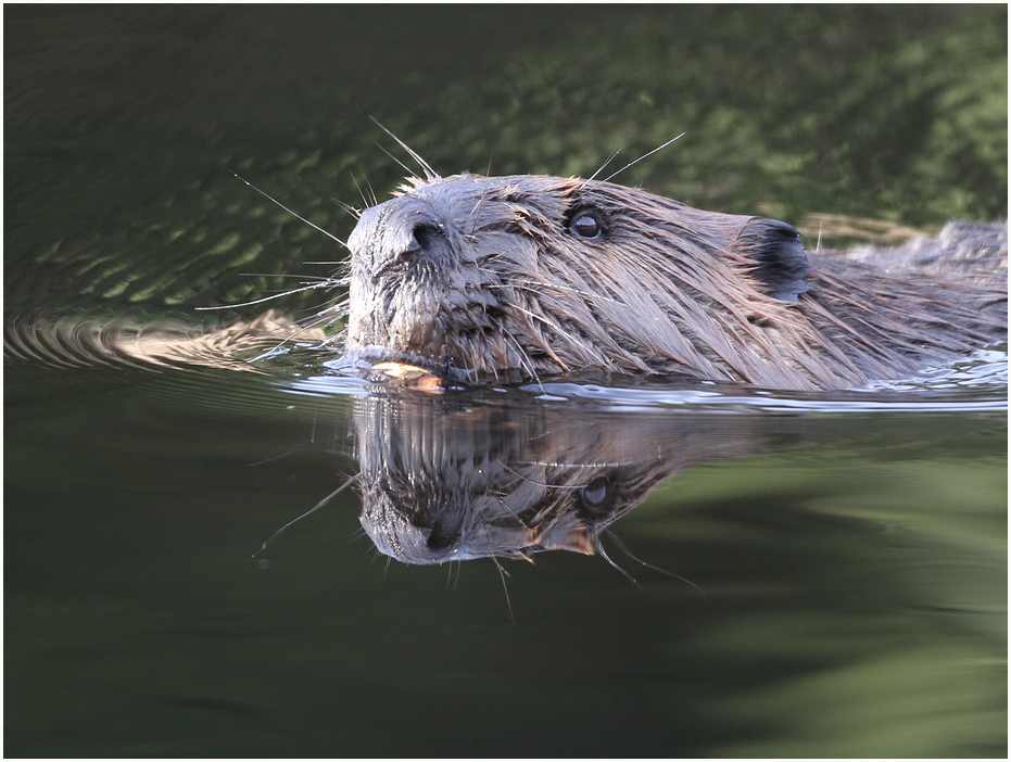 Beaver Splash TIme at 5am