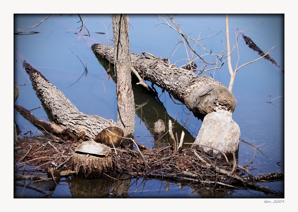 Beaver vs Man.........