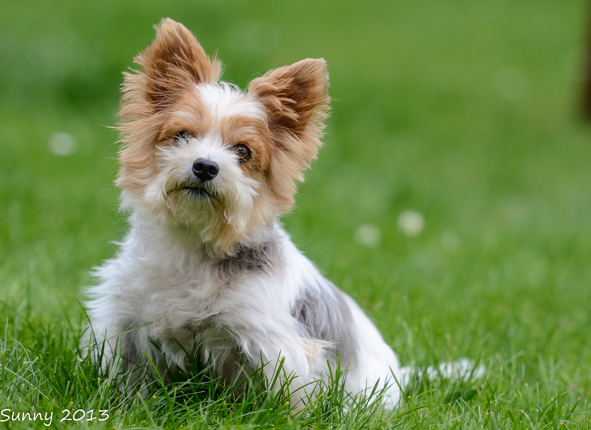 Skabelse Hej hej forholdsord Beaver Yorki Easy Foto & Bild | tiere, haustiere, hunde Bilder auf  fotocommunity