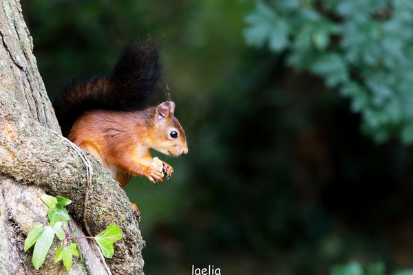 bebe  as CHIPETTE avec sa belle queue marron est noir 