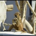 bébé babouin