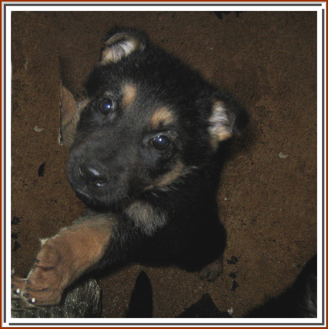 Bébé berger allemand