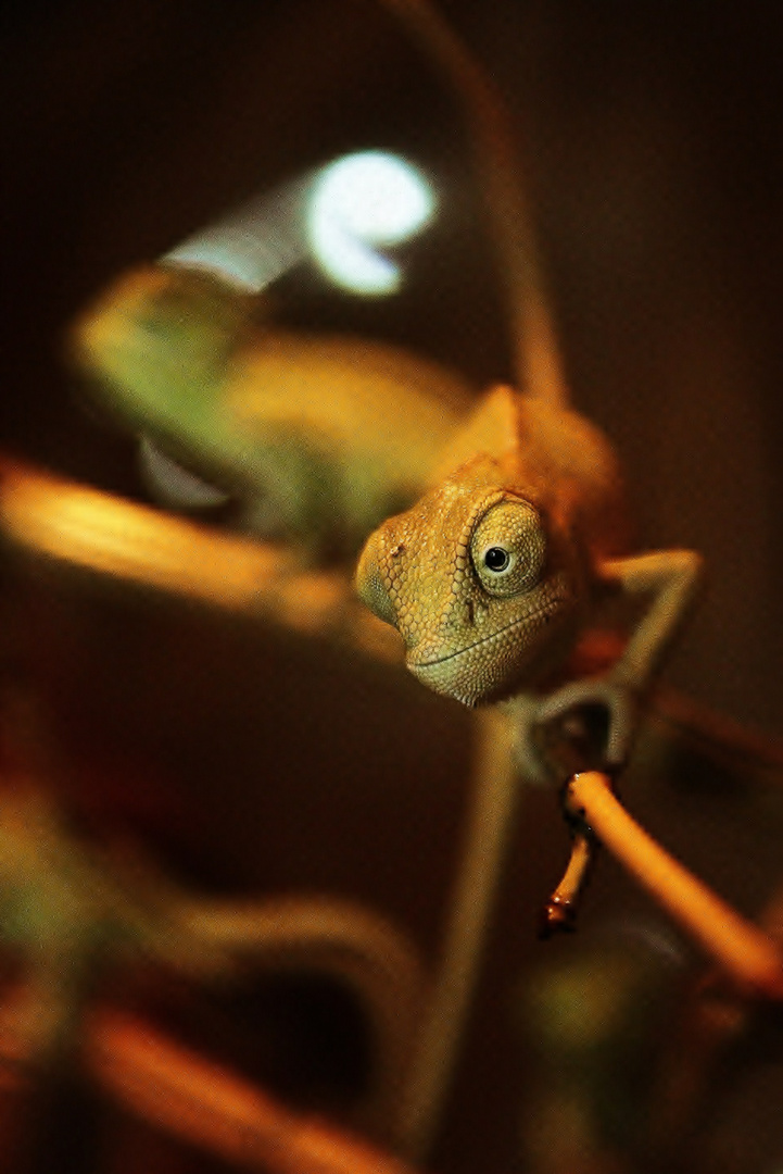 bébé caméléon calyptratus